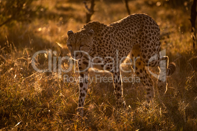 Backlit cheetah walks in savannah at sunset