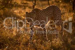 Backlit cheetah walks in savannah at sunset