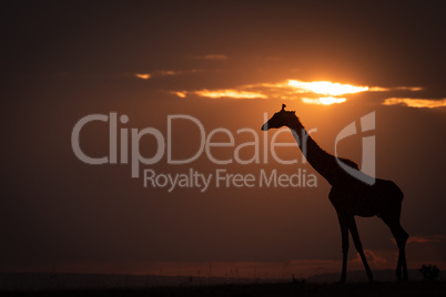 Backlit masai giraffe on horizon at sunset