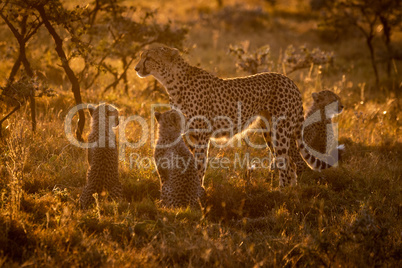Backlit cheetah with three cubs at sunset
