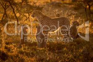 Backlit cheetah with three cubs at sunset