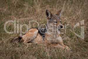 Black-backed jackal lying in grass looking right