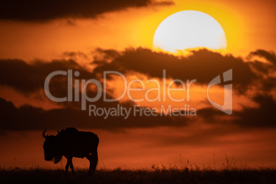Blue wildebeest in silhouette against setting sun