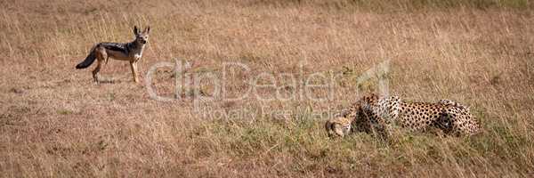 Black-backed jackal stands watching cheetah eat kill