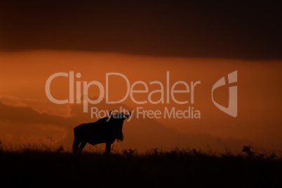 Blue wildebeest silhouetted at sundown on horizon