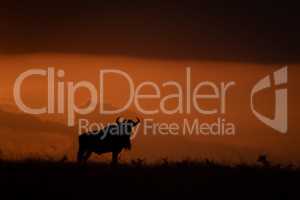 Blue wildebeest silhouetted at sundown on horizon