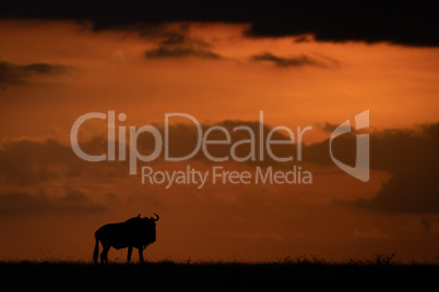 Blue wildebeest silhouetted at sunset on horizon