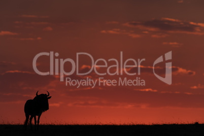 Blue wildebeest standing at sunset in silhouette