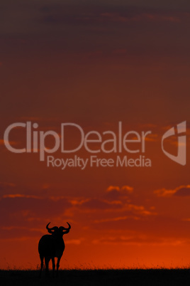 Blue wildebeest standing in silhouette at sunset