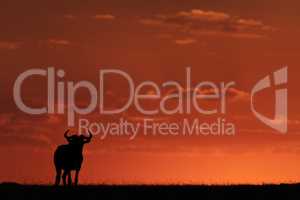Blue wildebeest standing on horizon at sunset