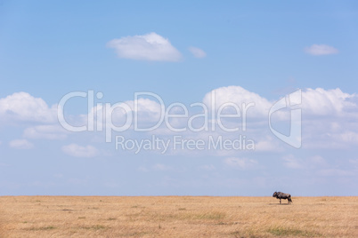 Blue wildebeest stands near horizon on savannah