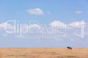 Blue wildebeest stands near horizon on savannah