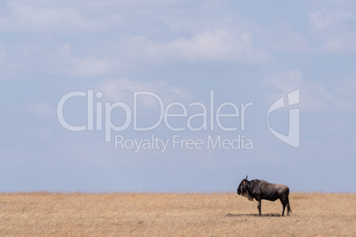 Blue wildebeest stands on savannah near horizon