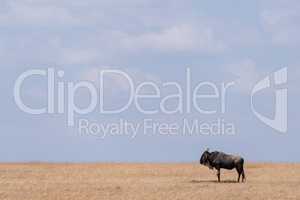 Blue wildebeest stands on savannah near horizon