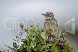 Cardinal woodpecker perched in bush facing left