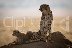 Cheetah and cub backlit on termite mound