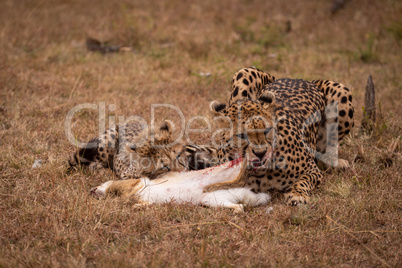 Cheetah and cub chewing scrub hare together