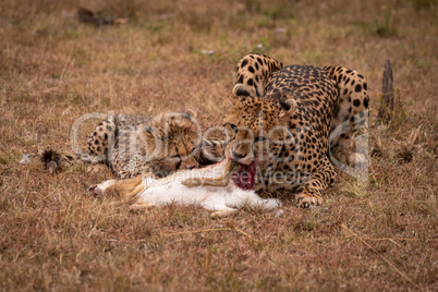 Cheetah and cub eating scrub hare together