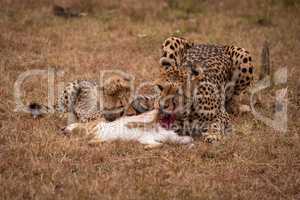 Cheetah and cub eating scrub hare together