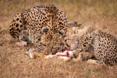 Cheetah and cub feed on scrub hare
