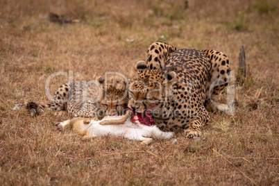 Cheetah and cub feeding on scrub hare