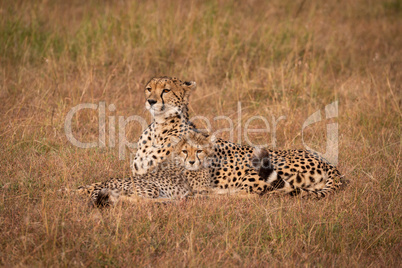 Cheetah and cub lie in grass together