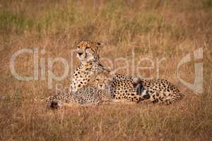 Cheetah and cub lie in grass together