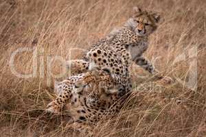 Cheetah and cub in grass play fighting