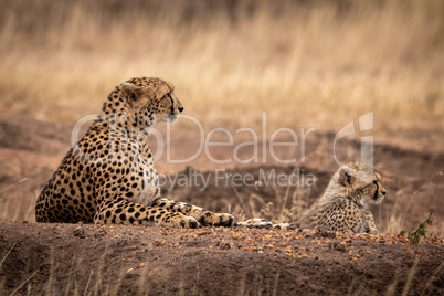 Cheetah and cub lie on dirt mound