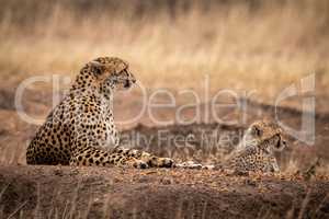 Cheetah and cub lie on dirt mound