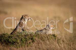 Cheetah and cub lie on grassy mound
