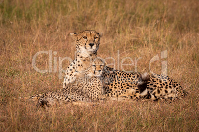 Cheetah and cub lie staring over grassland