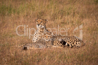 Cheetah and cub lie staring over savannah