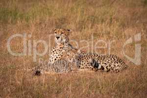 Cheetah and cub lie staring over savannah