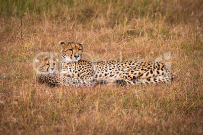 Cheetah and cub lie together looking right