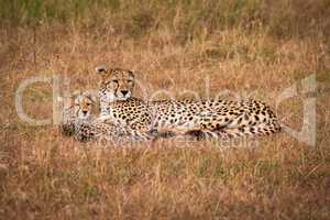 Cheetah and cub lie together looking right