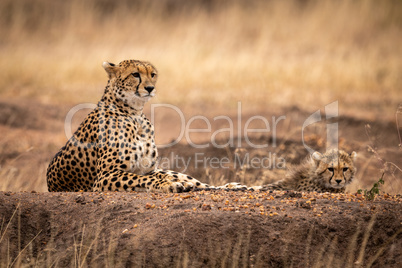 Cheetah and cub lying on dirt mound