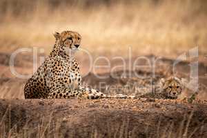 Cheetah and cub lying on dirt mound