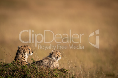 Cheetah and cub lying on grassy mound