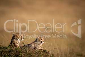 Cheetah and cub lying on grassy mound