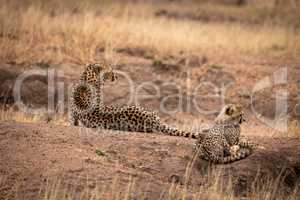 Cheetah and cub lying on earth mound