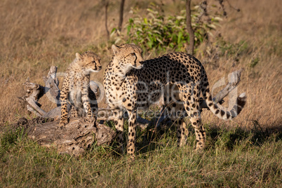 Cheetah and cub on log look right