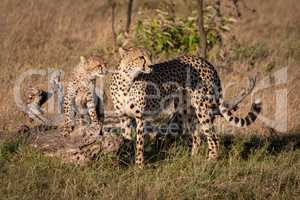 Cheetah and cub on log look right