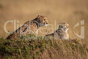 Cheetah and cub on mound in savannah