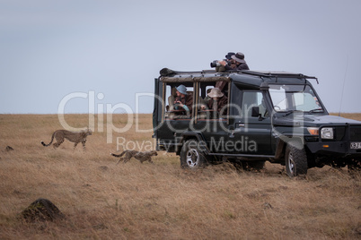 Cheetah and cub pass photographers in truck