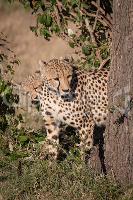 Cheetah and cub peek round tree trunk