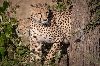 Cheetah and cub peep round tree trunk