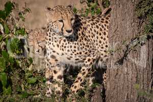 Cheetah and cub peep round tree trunk