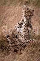 Cheetah and cub play fight in grass