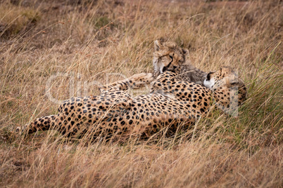 Cheetah and cub play fighting in grass